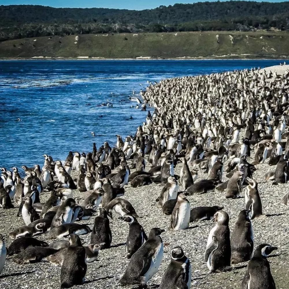 Navegación a la Pingüinera