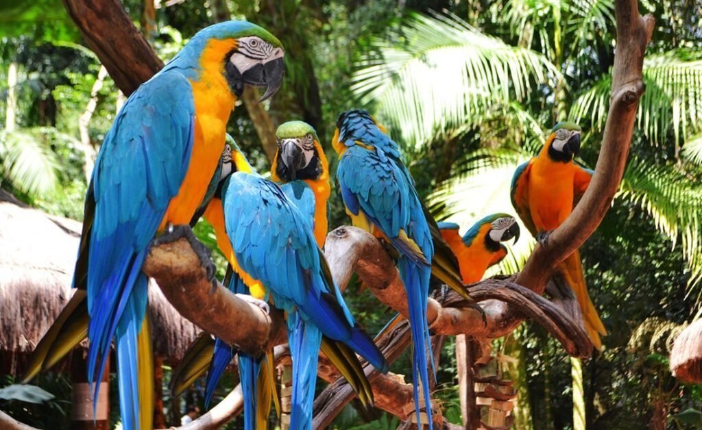 Parque das aves adicional a Cataratas Brasileras