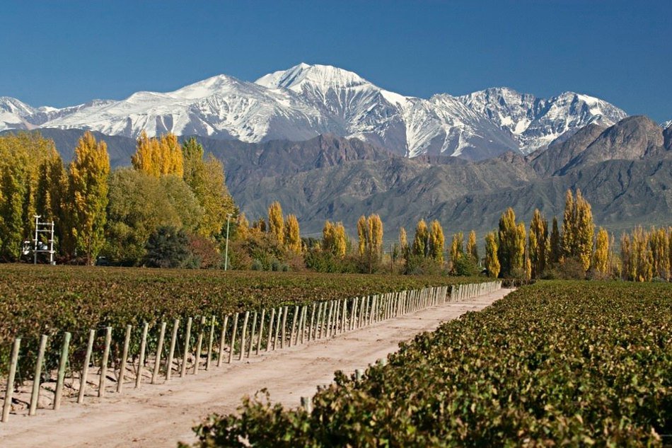 Entre Viñedos y la Cordillera