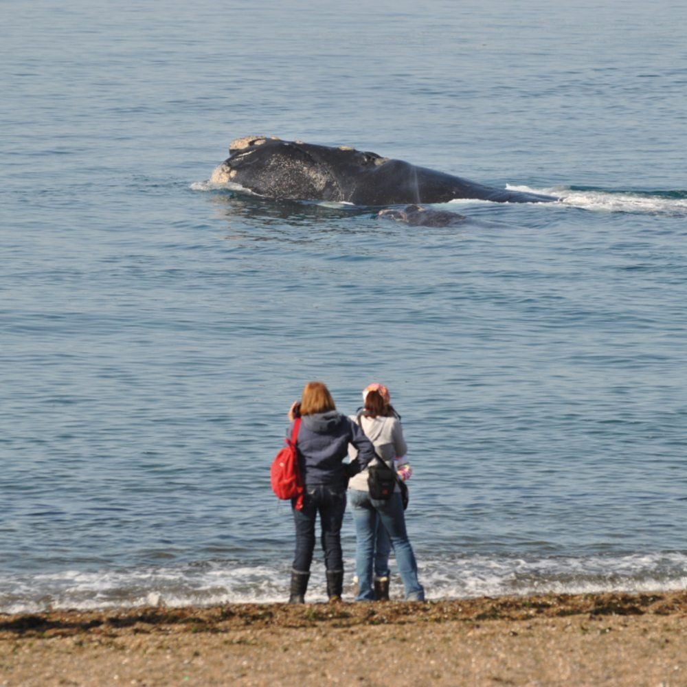 Puerto Madryn Clásico con Avistaje de Ballenas