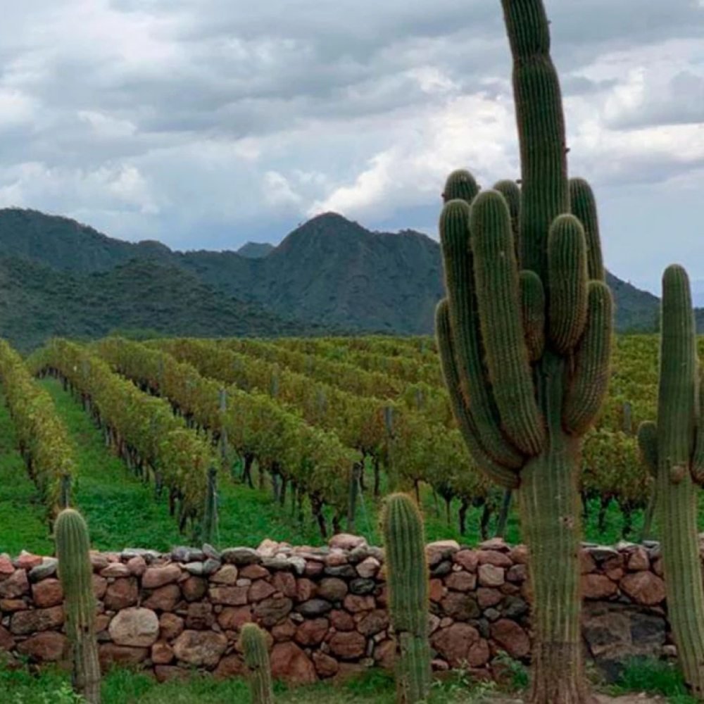 Salta + La Ruta del Vino de Altura