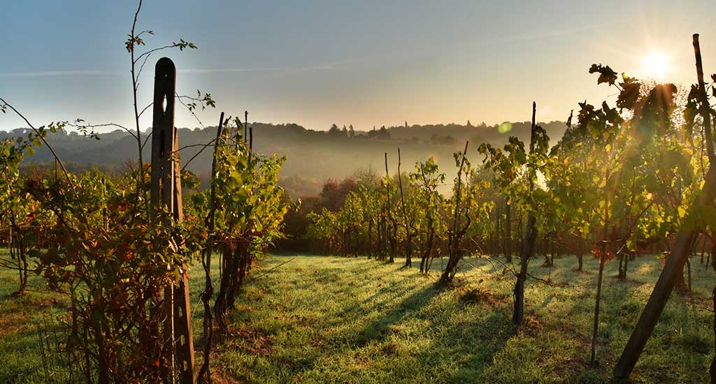 Tour a Bodegas - Valle de Uco