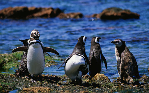 Marítima Pingüinera por el Canal Beagle