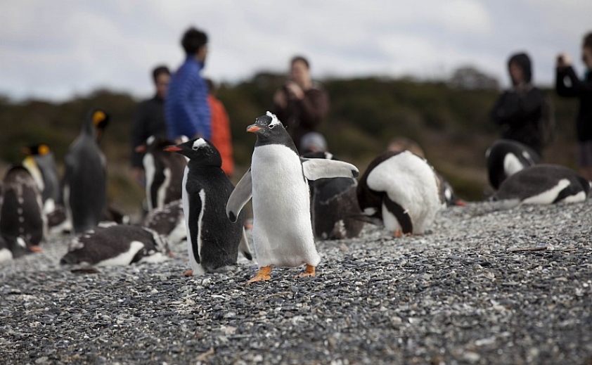 Navegación Pingüinera con Caminata