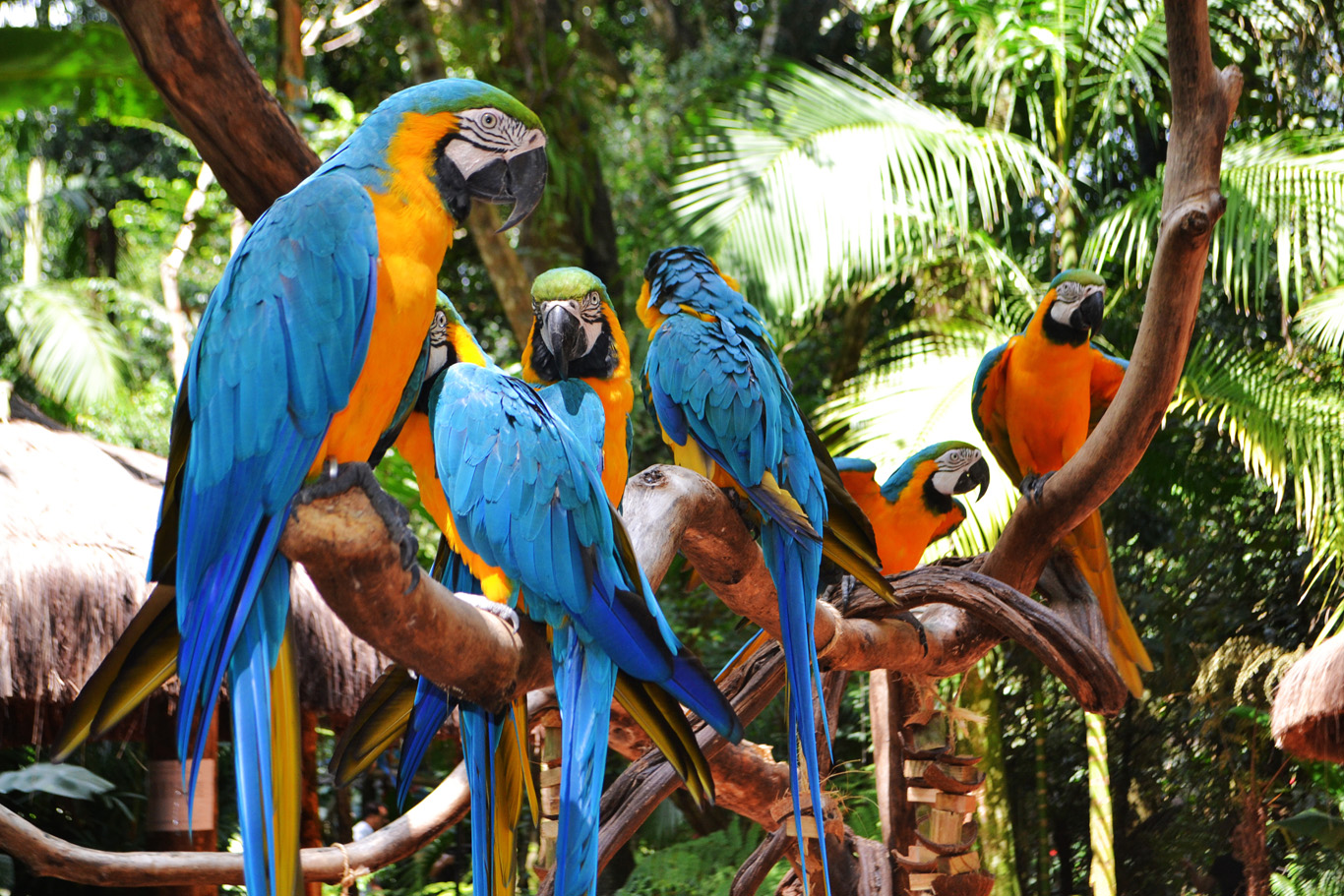 Parque de las Aves