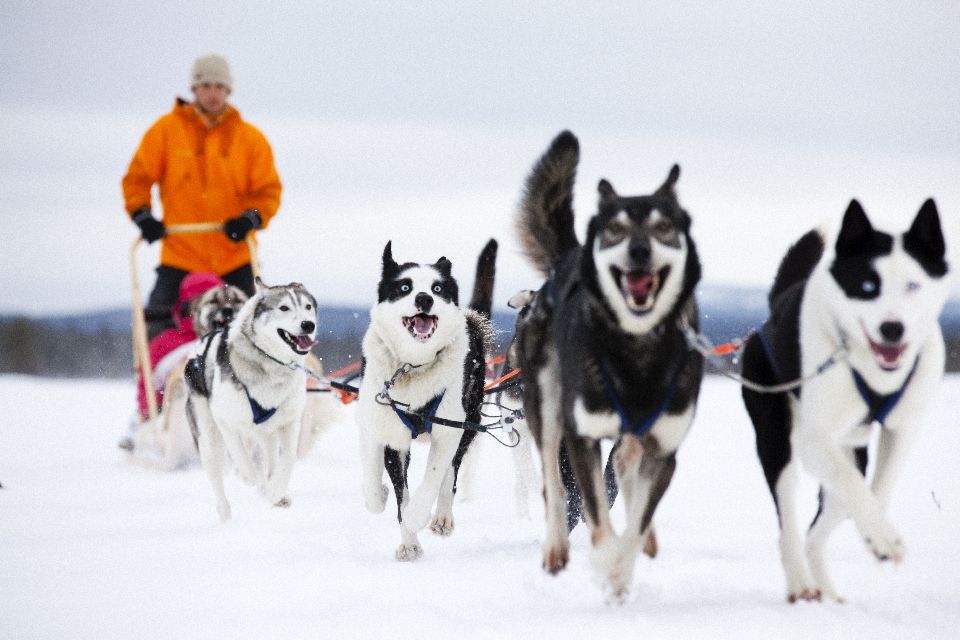 Experiencia Husky con Trineo