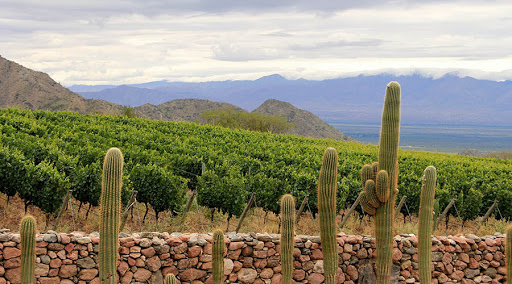 Ruta del Vino de Altura