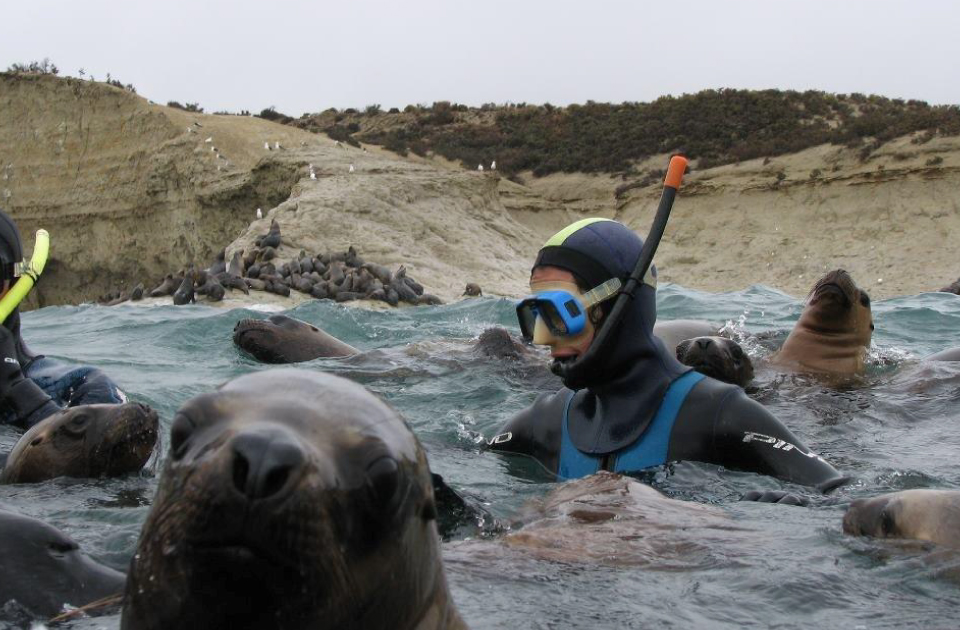 Snorkeling con Lobos Marinos