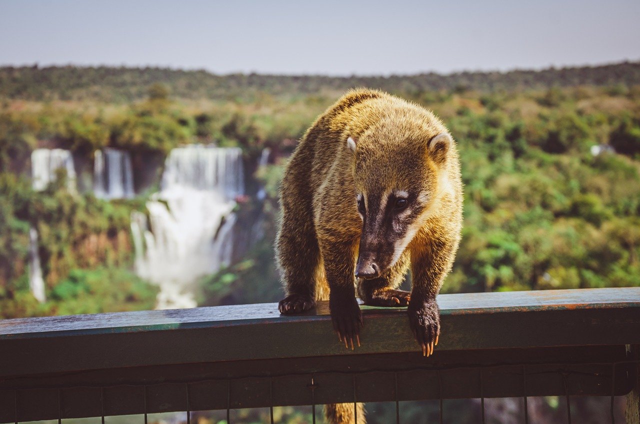 Iguazú