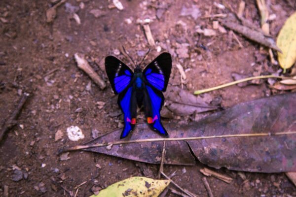 Biocentro de Iguazú - Imagen 2