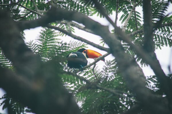 Biocentro de Iguazú - Imagen 4