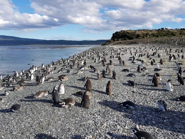 Isla Martillo